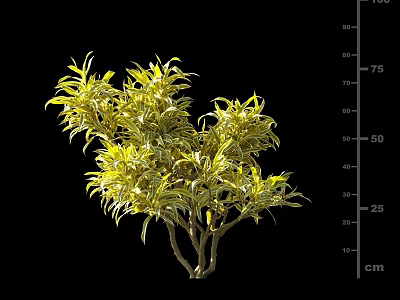 Lush Green Shrub With Vibrant Yellow Leaves And 75 cm Height Measurement 3d model