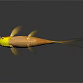 Golden Fish with Yellow Head and Golden Body on Gray Background Showing Reflection in Water