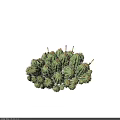 Clustered Small Round Spiny Green Succulent Bonsai Plant In Pot