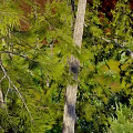 Pine Forest Plant Trees Pine Tree Flowers Forest Scene 3d model
