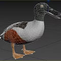 Wild Duck With Open Beak Gray Head White Chest And Orange Body Near Water