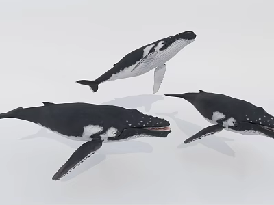 Three Black And White Whales Swimming In Group As Aquatic Marine Animals 3d model