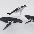 Three Black And White Whales Swimming In Group As Aquatic Marine Animals