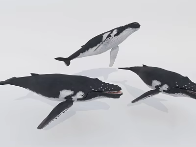 Three Black And White Whales Swimming In Group As Aquatic Marine Animals 3d model Three Black And White Whales Swimming In Group As Aquatic Marine Animals 3d model