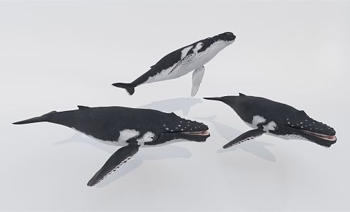 modern whale humpback whale 3d model