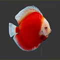 Vibrant Red and White Discus Fish with Reflection on Gray Background 3d model