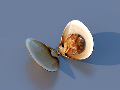 Elegant Open Shell With Natural Brown Texture As Home Decor Accessory 3d model