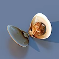 Elegant Open Shell With Natural Brown Texture As Home Decor Accessory