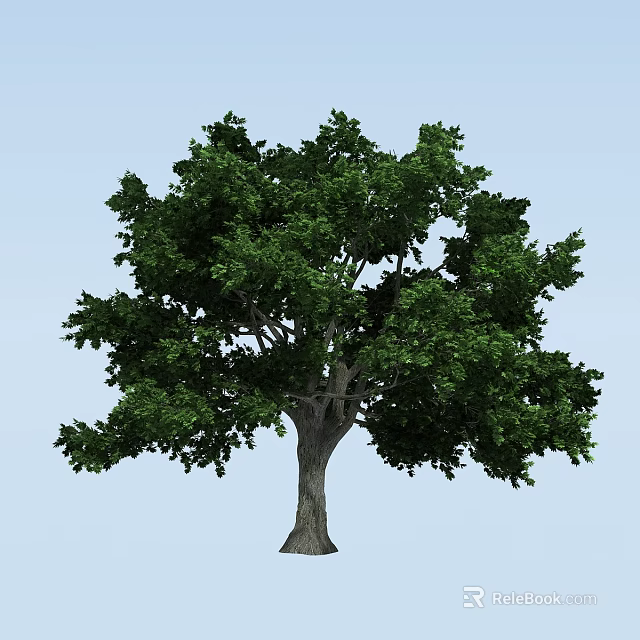 Lush Green Tree With Thick Trunk And Dense Foliage In Clear Background 3d model