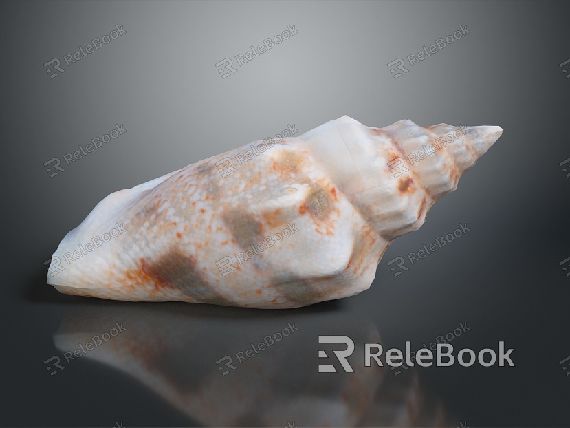 conch bone snail snail field snail shellfish marine animal fish freshwater fish marine fish animal model