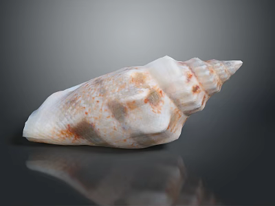 Marine Snail Seashell With White And Brown Spiral Pattern On Smooth Reflective Surface 3d model