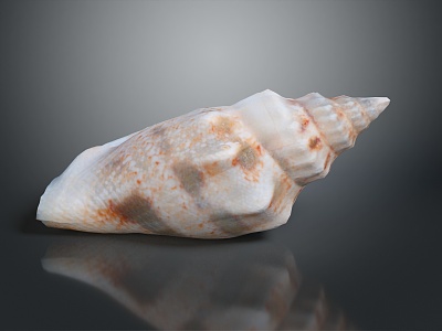 conch bone snail field snail shellfish marine animal fish freshwater fish marine fish animal model