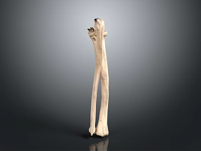 Human Long Bone Anatomical Structure Isolated On Gray Background For Educational Study 3d model