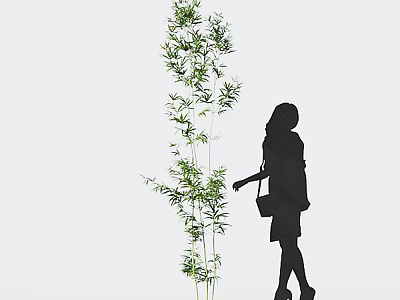 Silhouette of a Woman Next to a Tall Bamboo Plant 3d model
