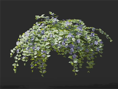 Lush Hanging Flower Plant With Green Leaves Purple Blooms And Trailing Vines 3d model