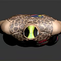 Giraffe Pattern Cycling Outfit with Namibia Logo Short Sleeves and Black Shorts