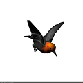 Distinctive Flying Bird With Red Head Black Body And Spread Wings In Flight