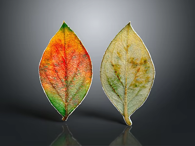 Healthy And Unhealthy Plant Leaves With Vibrant And Dull Color Patterns 3d model