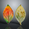 Healthy And Unhealthy Plant Leaves With Vibrant And Dull Color Patterns