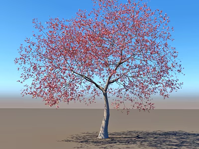 A Beautiful Tree with Red Leaves and White Trunk Against Blue Sky on Gray Ground 3d model