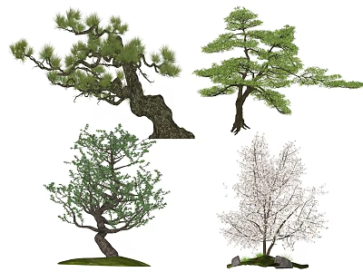 Different Varieties Of Trees With Twisted Trunks Green Foliage And White Blossoms In Garden 3d model