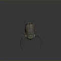 Metallic Green Spotted Beetle With Long Antennae And Legs On Dark Background