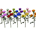 Beautiful Colorful Blooming Roses With Fresh Green Leaves And Vibrant Petals