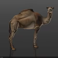 Realistic Dromedary Camel With Single Hump Standing On Dark Shiny Ground