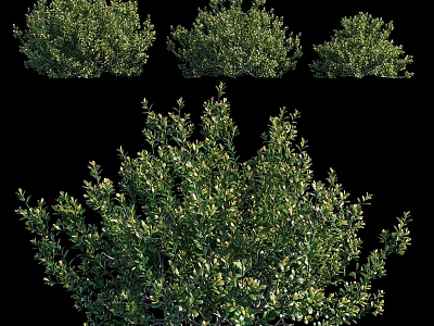 Decorative Ornament Set Featuring Green Shrubs In Various Natural Shapes 3d model
