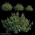 Decorative Ornament Set Featuring Green Shrubs In Various Natural Shapes