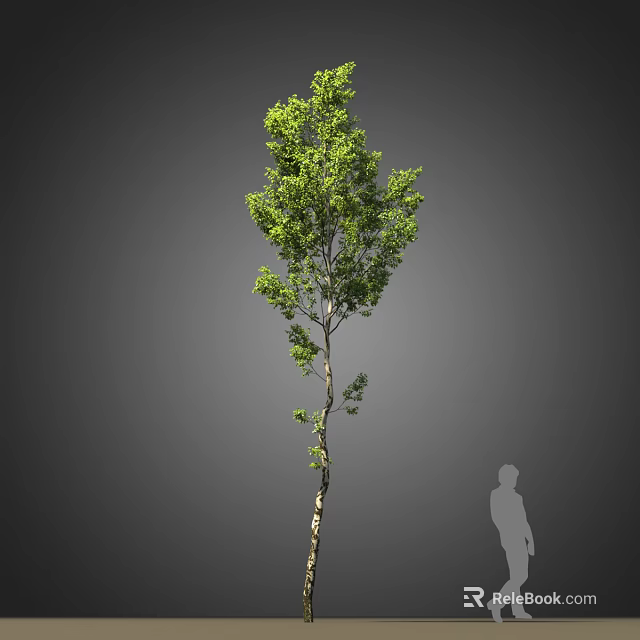 Tall Arbor With Slender Trunk And Lush Green Leaves Near Person Silhouette 3d model 