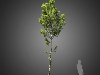 Tall Arbor With Slender Trunk And Lush Green Leaves Near Person Silhouette 3d model