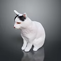White and Black Cat Sitting on Smooth Surface With Reflection in Studio Lighting 3d model