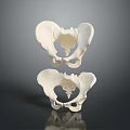 Two Human Pelvis Anatomical Organ Models On Black Background With Reflection 3d model