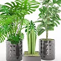 Different Types of Potted Green Plants in Diamond Patterned and Square Ceramic Pots