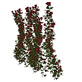 Decorative Climbing Vine With Lush Green Leaves And Vibrant Orange Flowers On White Wall