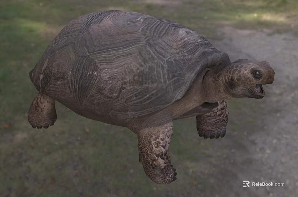 Large Reptile Tortoise With Detailed Shell Texture Scaly Limbs And Open Mouth On Natural Ground 3d model 