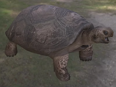Large Reptile Tortoise With Detailed Shell Texture Scaly Limbs And Open Mouth On Natural Ground 3d model