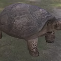 Large Reptile Tortoise With Detailed Shell Texture Scaly Limbs And Open Mouth On Natural Ground