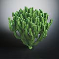 Lush Green Cactus Plant With Dense Stems And Three Dimensional Look On Dark Background