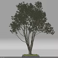 Arbor With Tall Trunks Lush Green Foliage And Natural Grass Base