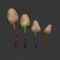 Four Organic Vegetable Mushrooms With Orange Caps And Brown Stems Arranged Neatly