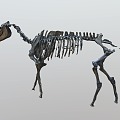 Modern Horse Fossil Skeleton 3d model