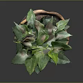 Indoor Potted Plant With Green Leaves In Ceramic Pot And Spiral Design And Saucer Base
