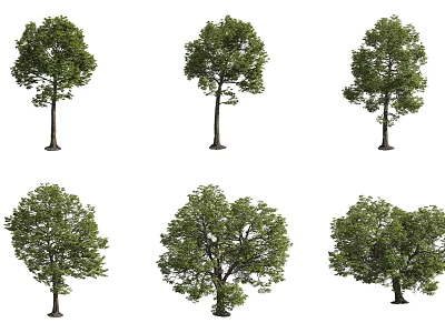 Various Arbor Varieties Featuring Different Crown Shapes Sizes And Lush Green Foliage 3d model