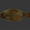 Whole Fresh Flounder Fish With Grayish Brown Body Texture Isolated On Dark Background