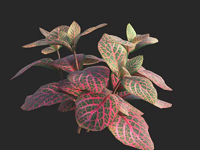 Vibrant Variegated Plant With Red And Green Veined Leaves For Decoration 3d model