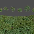 Various Green Plants And Grasses In Different Forms On Natural Terrain