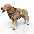 Yellow Labrador Retriever Wearing Tactical Harness with Green Light Equipment
