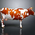 Brown And White Cow Standing On Black Floor With Reflection Against Gray Background